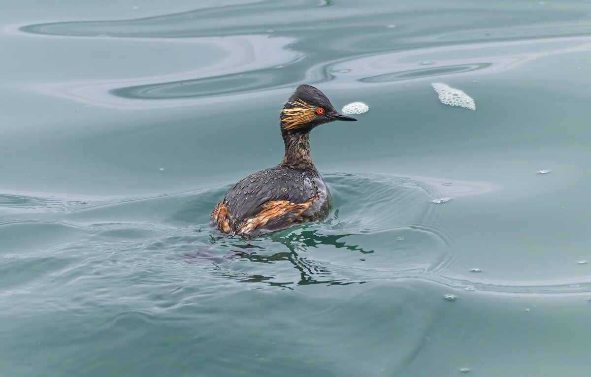 черношейная поганка.весна Лазоревское. - юрий макаров