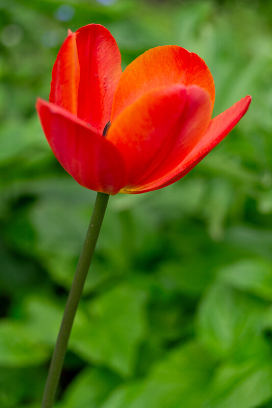 Одинокий тюльпан - Алексей Бабицын