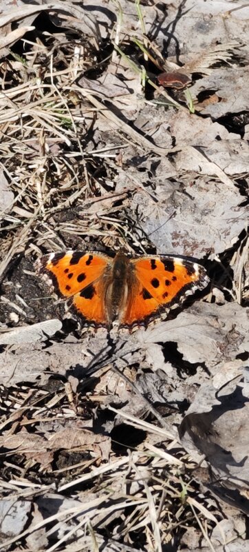 Весна - Наталия Весна - Наталия