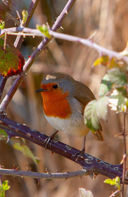 Зарянка - Виктор Зарянка - Виктор