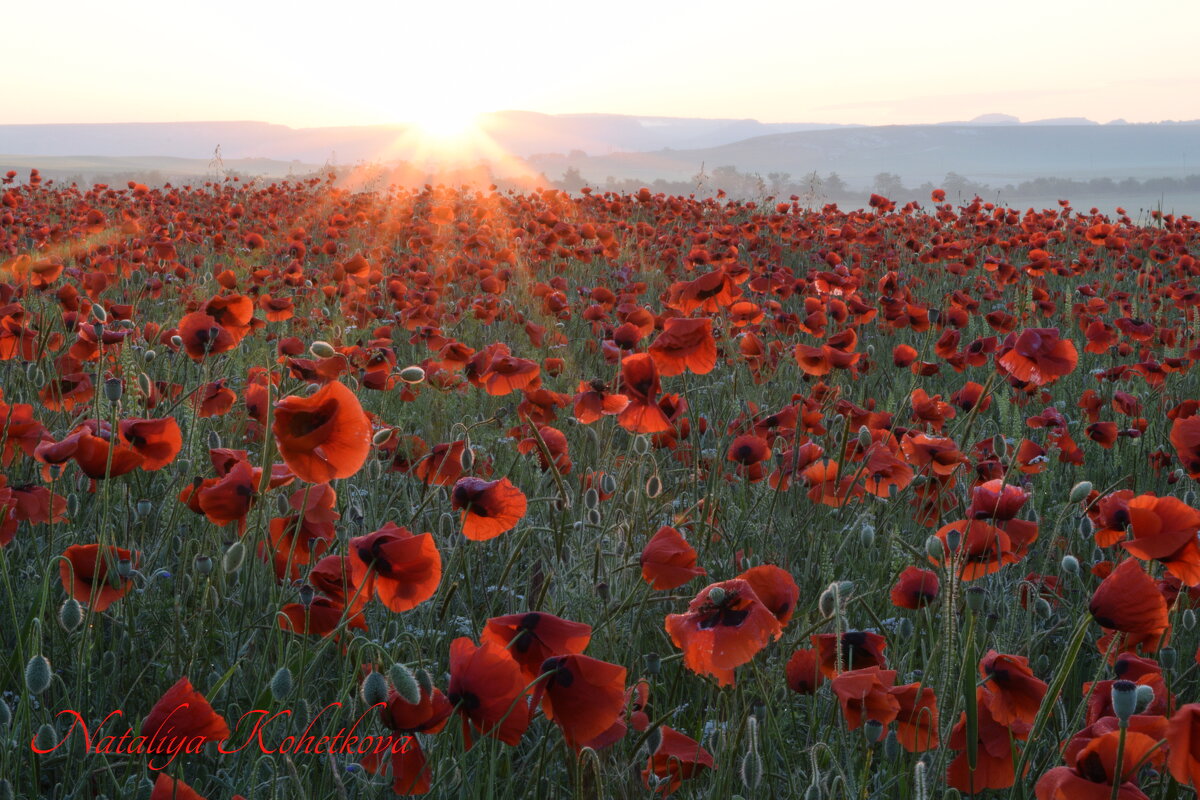 Природа Крыма - Изумительная Космея