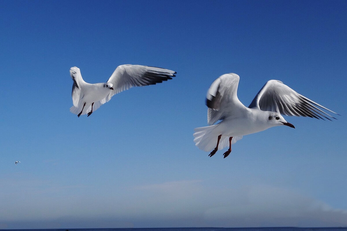 Чайки на море - Рита Симонова Чайки на море - Рита Симонова