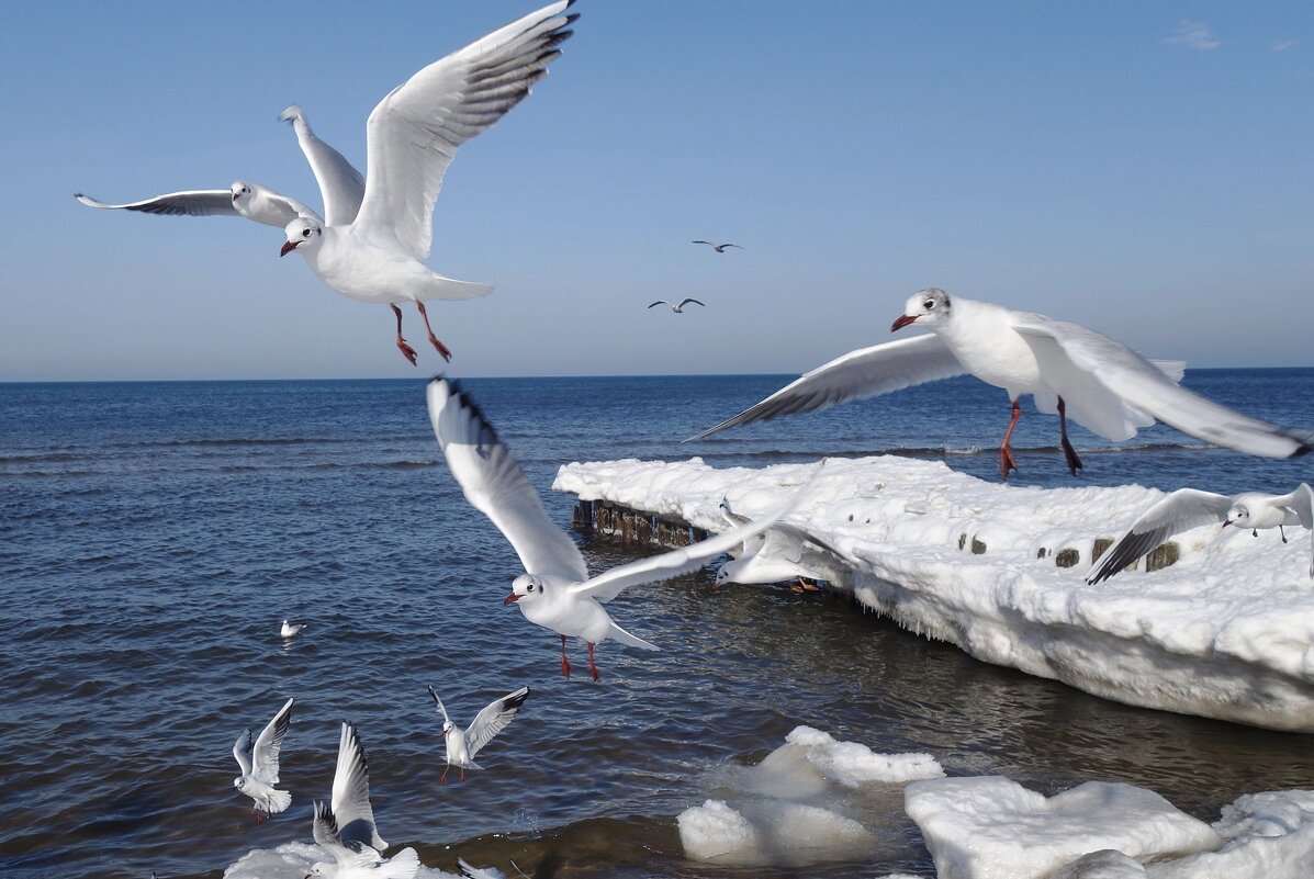 Чайки на море - Рита Симонова Чайки на море - Рита Симонова