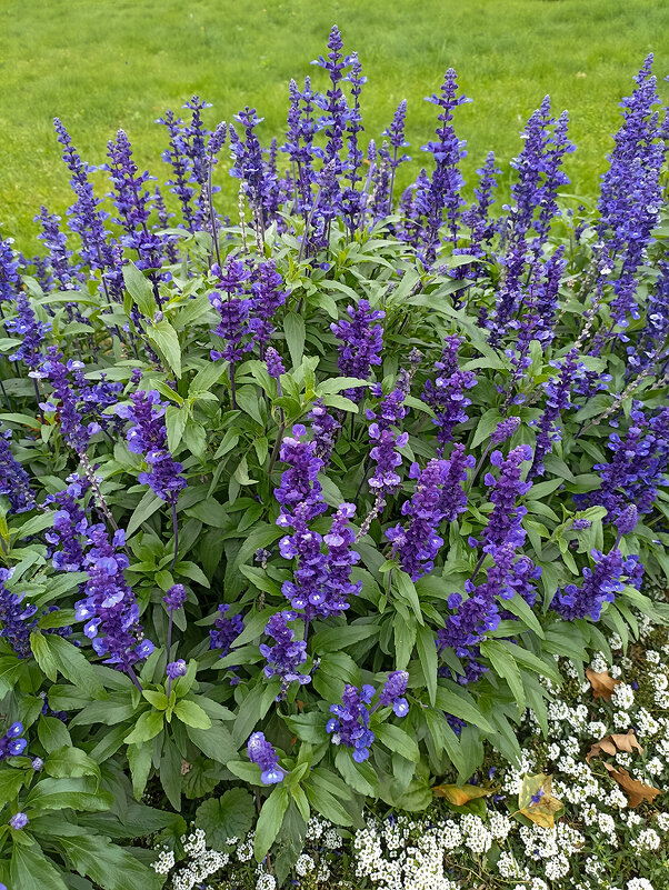 Шалфей. - Лилия * Шалфей. - Лилия *