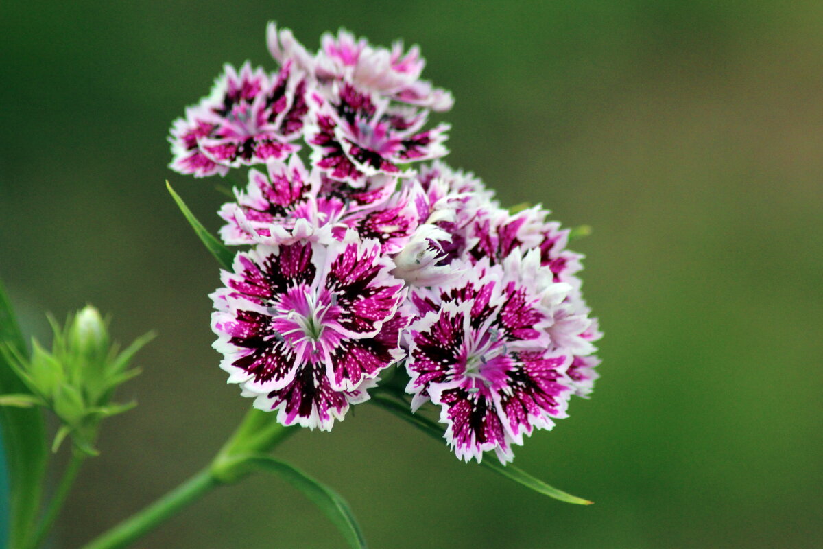 гвоздика - Наталья Штанулина