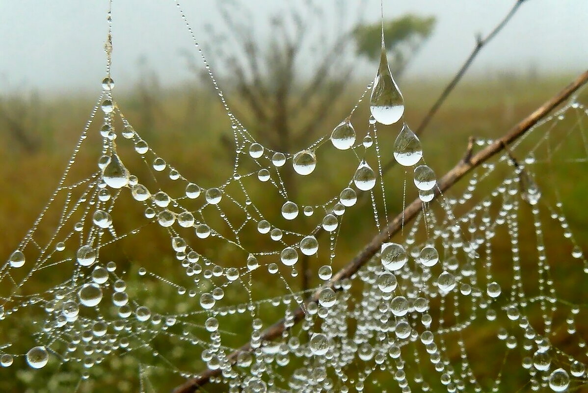 ...жемчуг осени... - Александр Герасенков