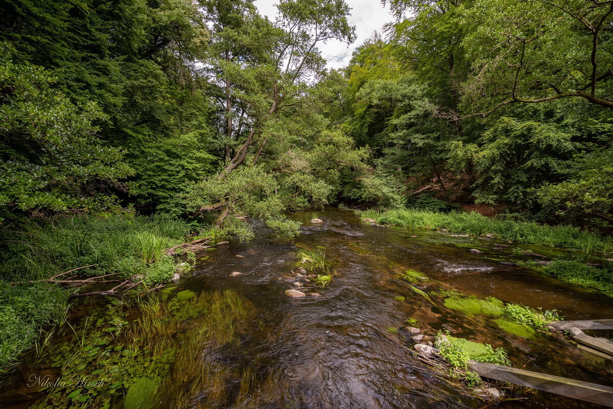 Текущая по лесу... - Николай Гирш