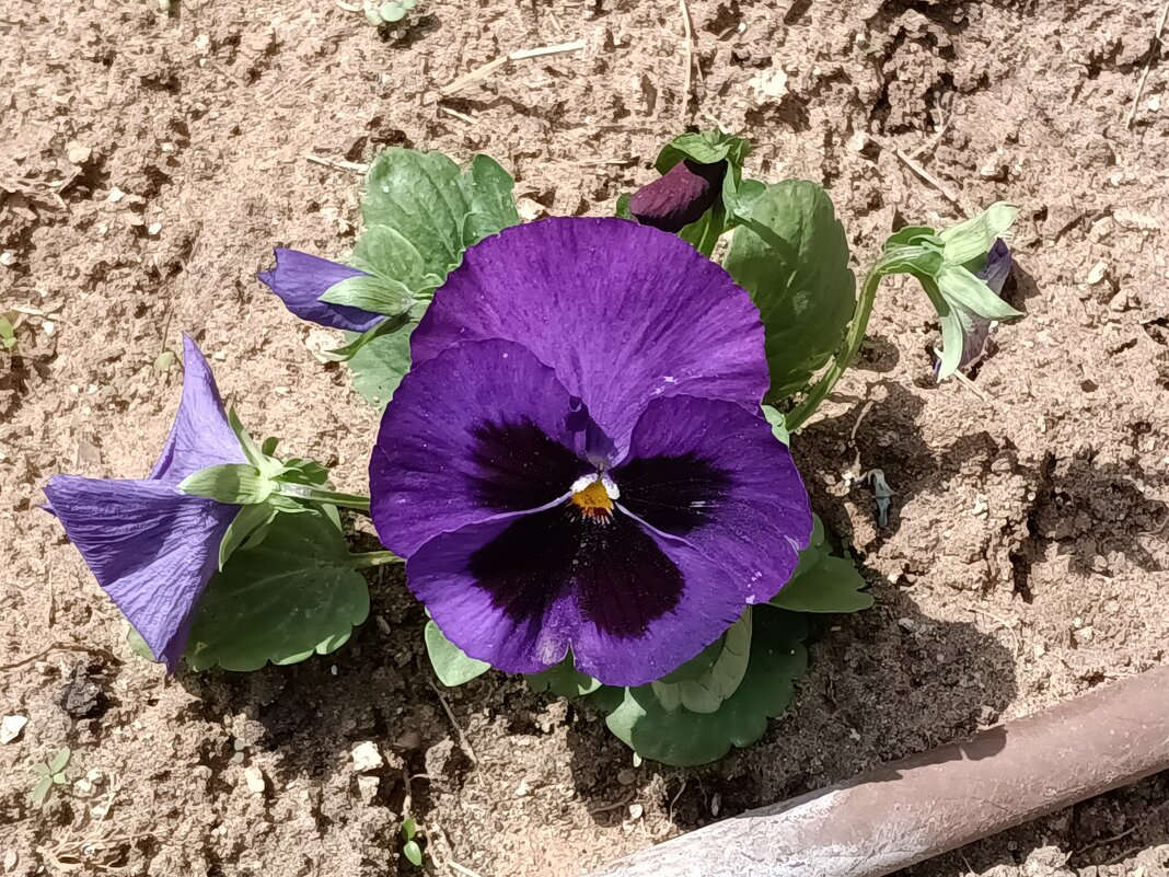 Анютины глазки. - Argaman Табашник Анютины глазки. - Argaman Табашник