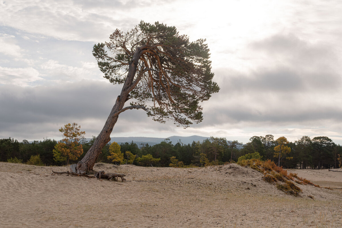 Дерево, помнящее прошлое - Сергей Герасимов Дерево, помнящее прошлое - Сергей Герасимов