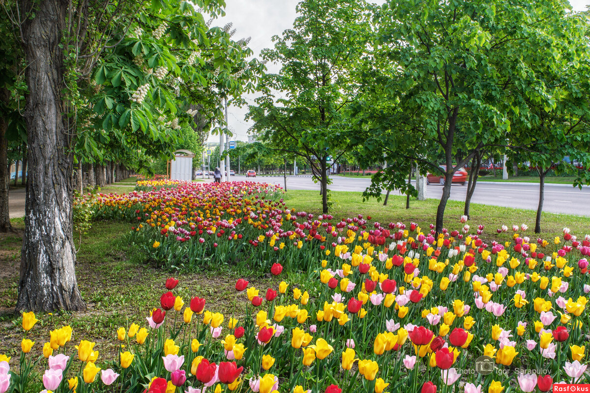 Тюльпановые дни - Игорь Сарапулов Тюльпановые дни - Игорь Сарапулов