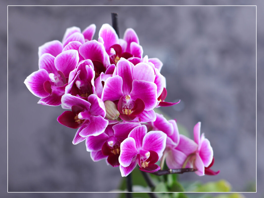 Моя коллекция орхидей - Irene Irene