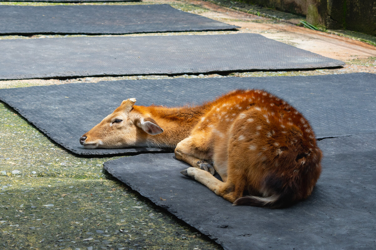 *** - Николай Чекалин