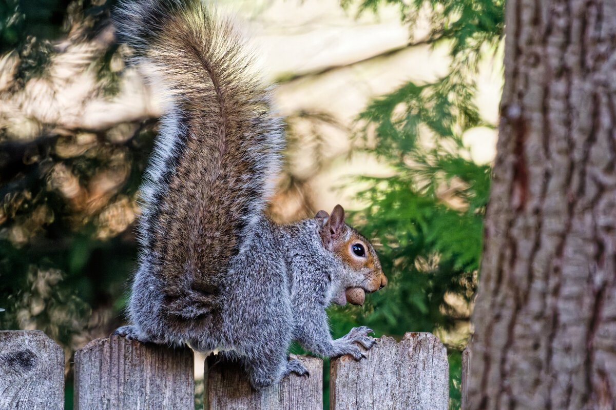 Белка - Михаил Аверкиев