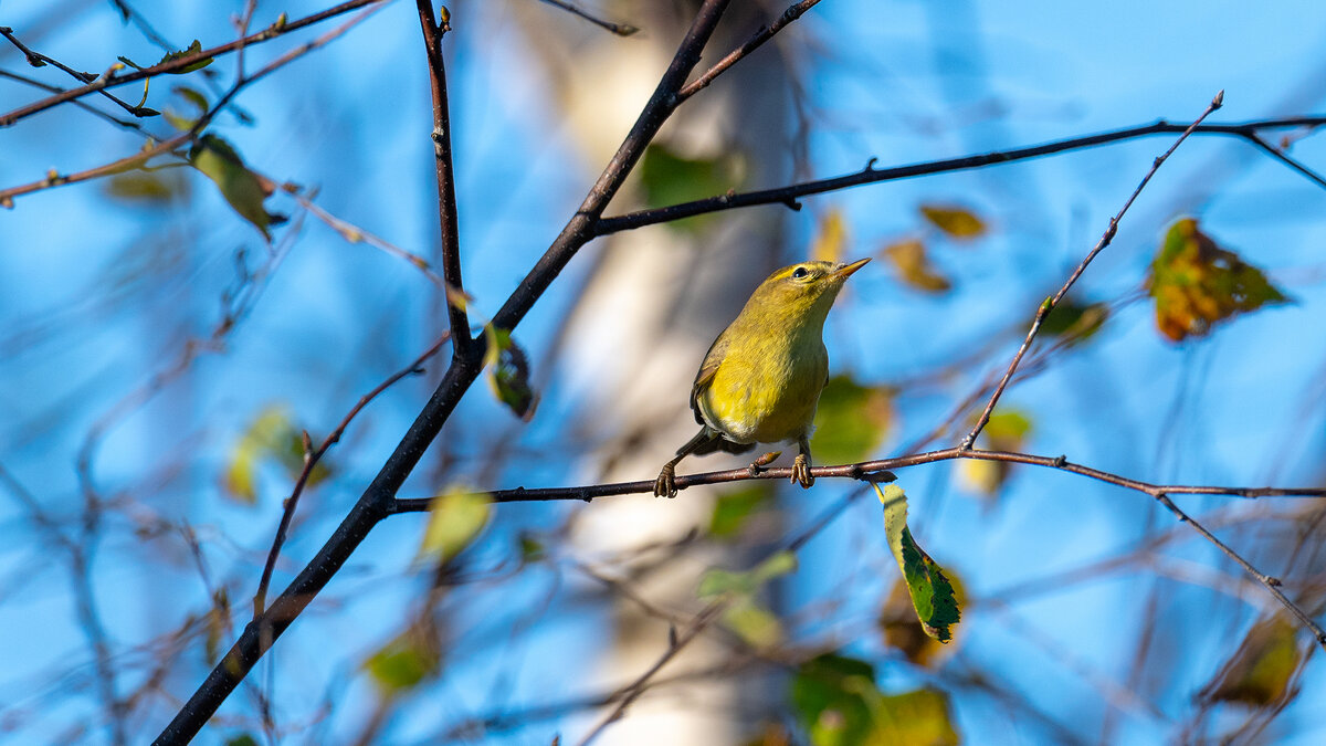 Пеночка - Владимир Лазарев
