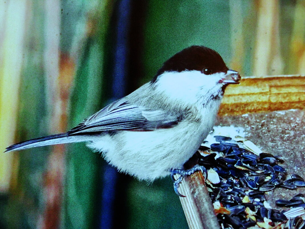 Гаичка проголодалась - Людмила Смородинская Гаичка проголодалась - Людмила Смородинская