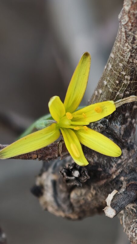 Весна - Мариша Весна - Мариша