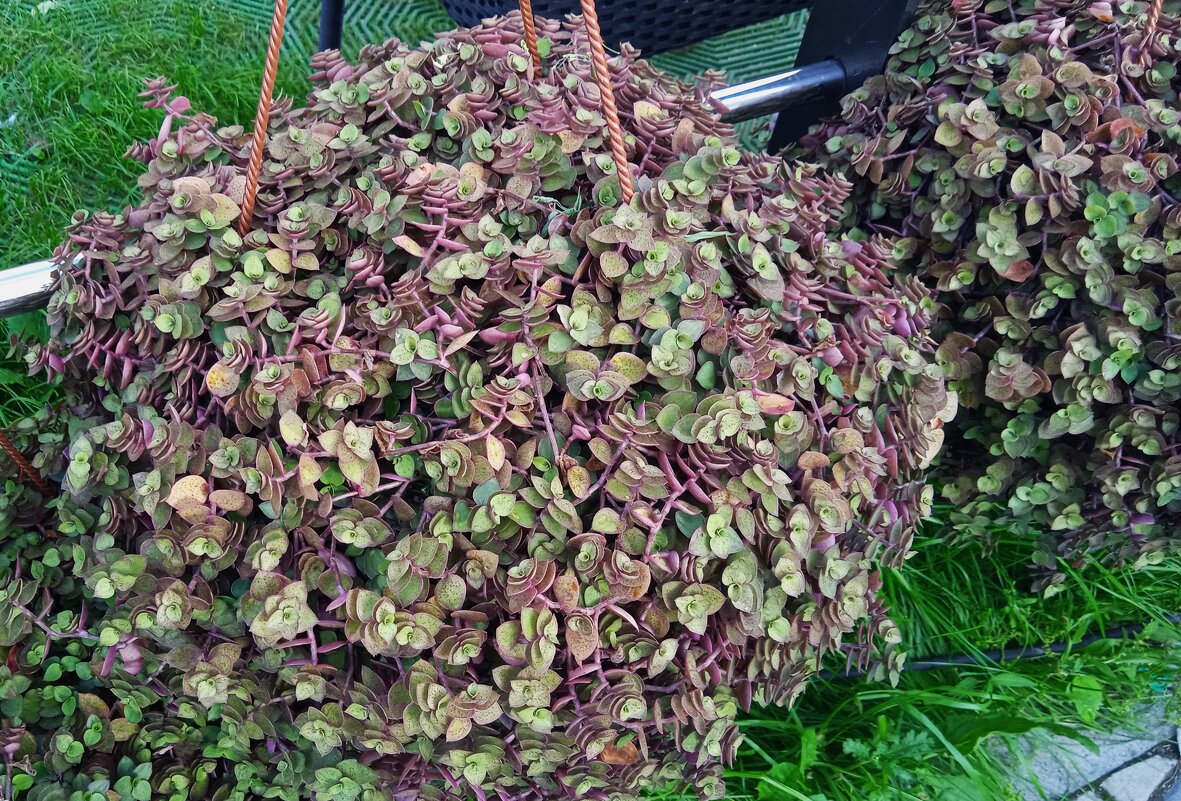 В Екатеринбурге - Елена Шаламова