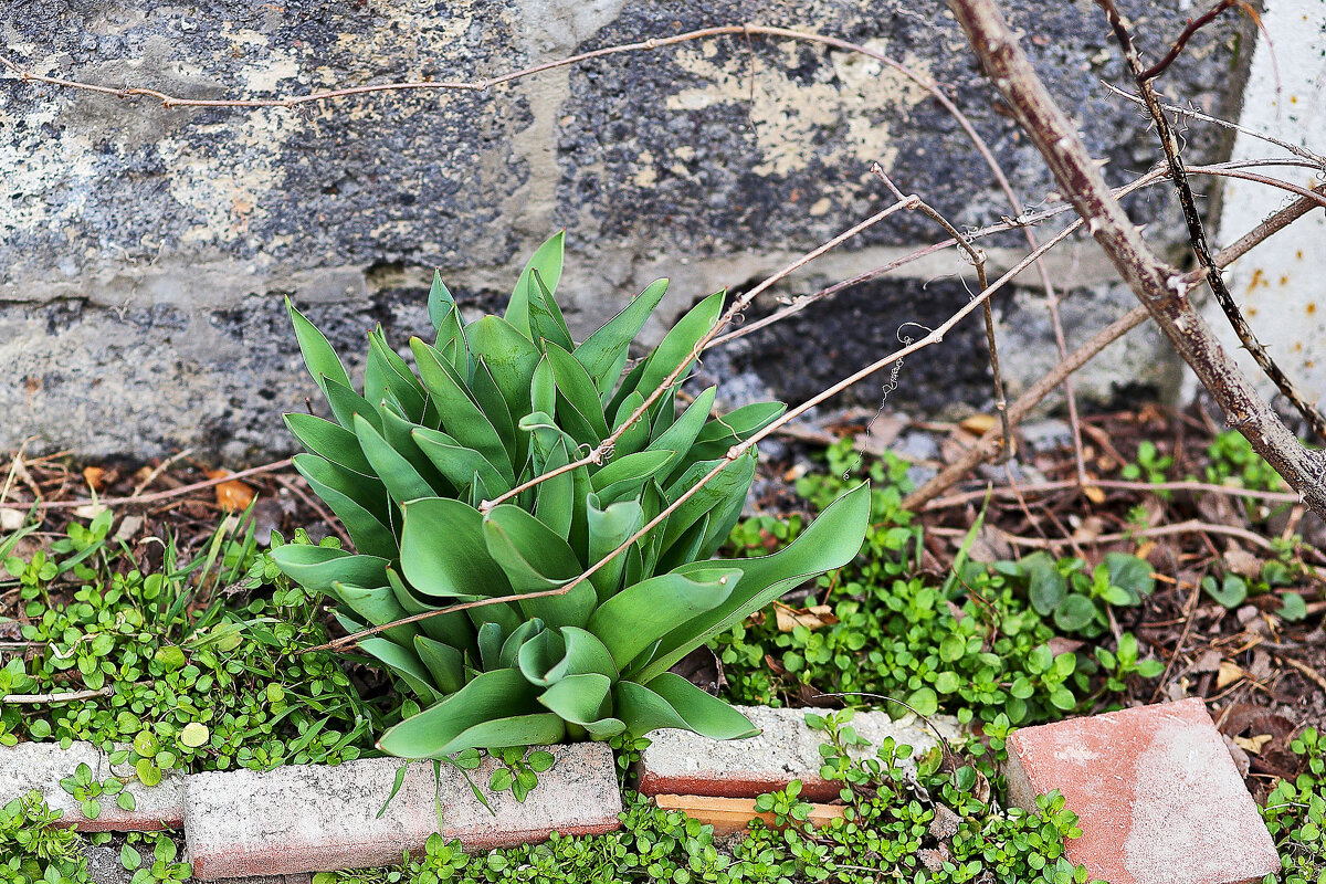 Первые тюльпаны - Юрий Гайворонскiий Первые тюльпаны - Юрий Гайворонскiий
