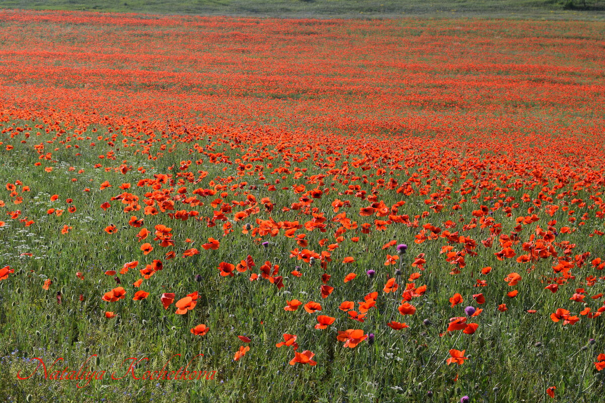 Природа Крыма - Изумительная Космея Природа Крыма - Изумительная Космея