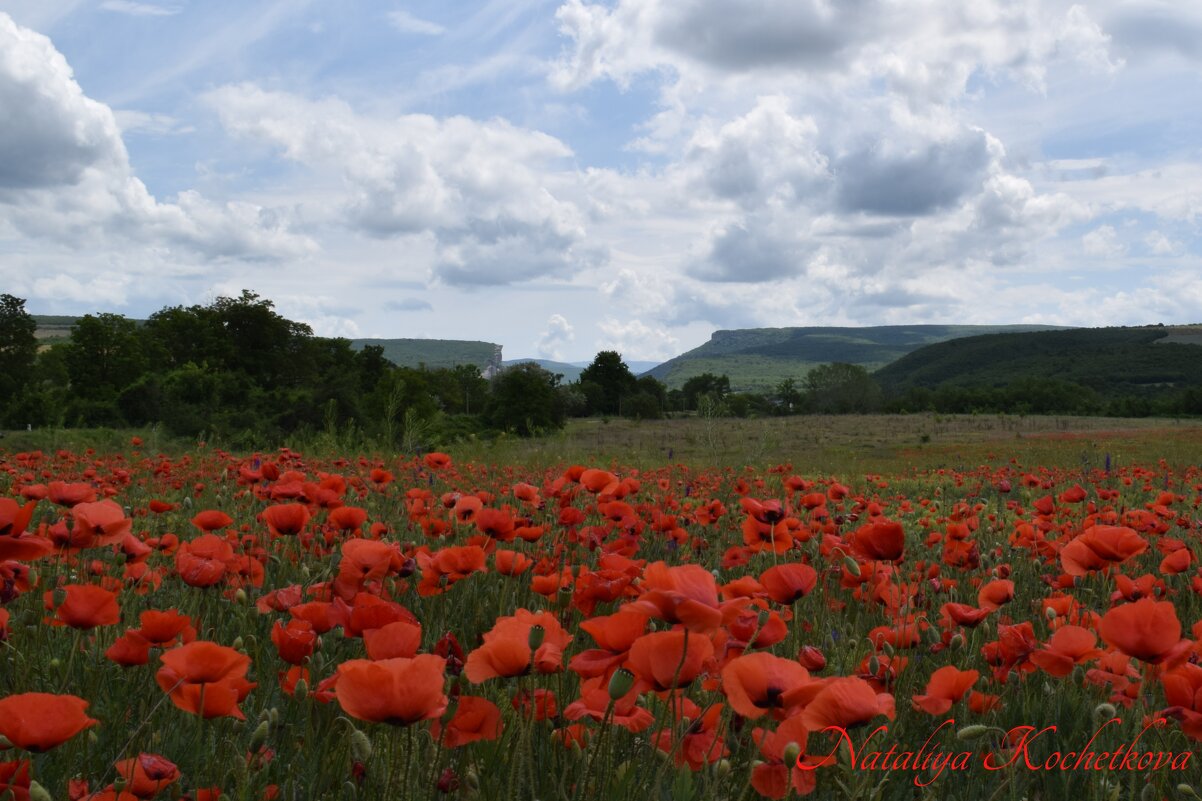 Природа Крыма - Изумительная Космея Природа Крыма - Изумительная Космея