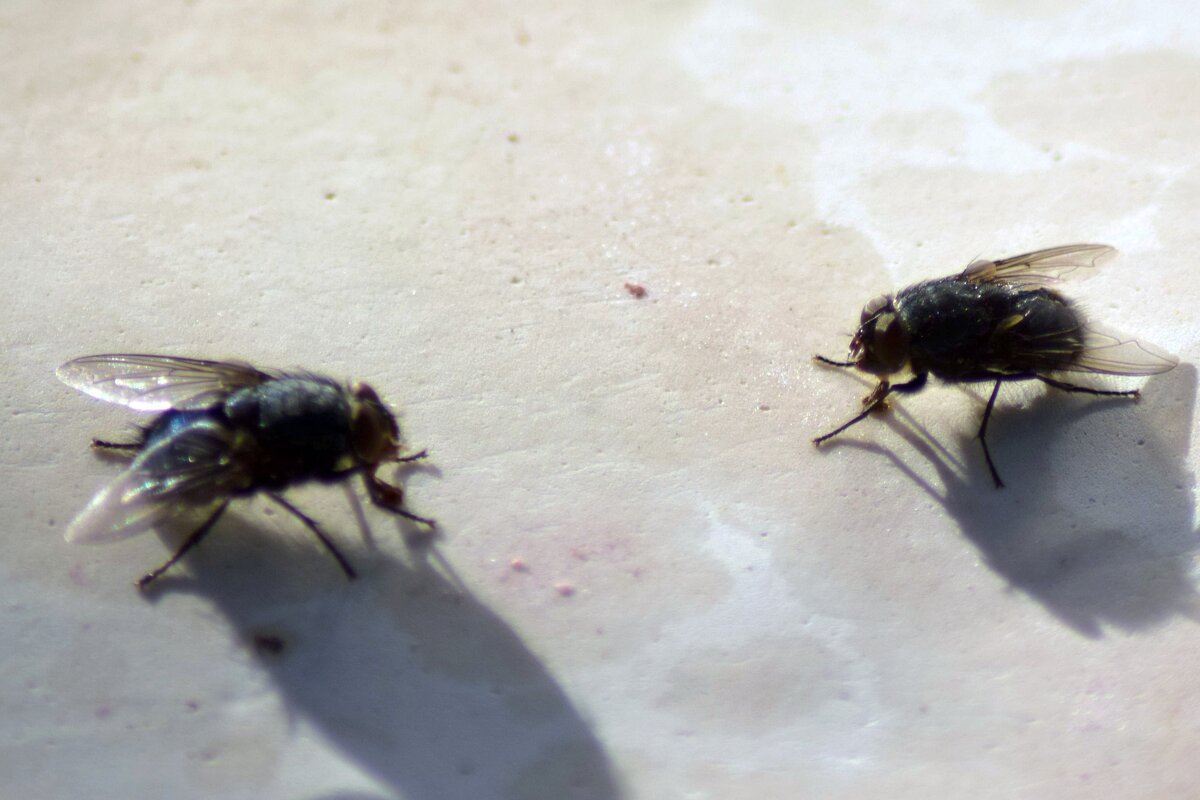 Перед дуелью. - ВикТор Быстров