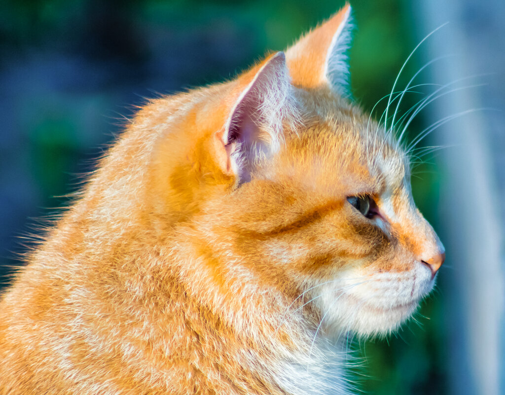 Золотой. - Игорь Викторов