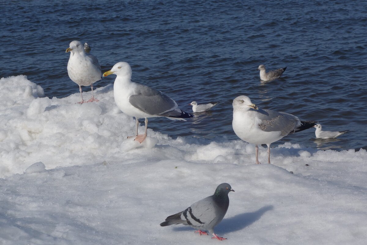 Чайки и голубь на море - Рита Симонова Чайки и голубь на море - Рита Симонова