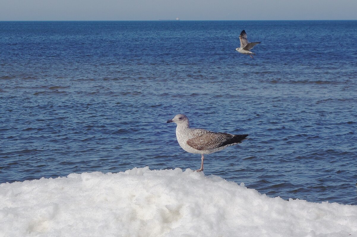 Чайки на море - Рита Симонова Чайки на море - Рита Симонова