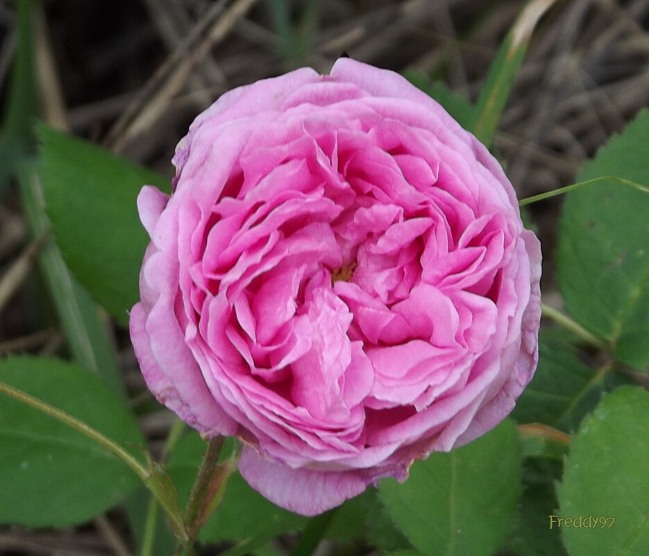 Роза - Freddy 97