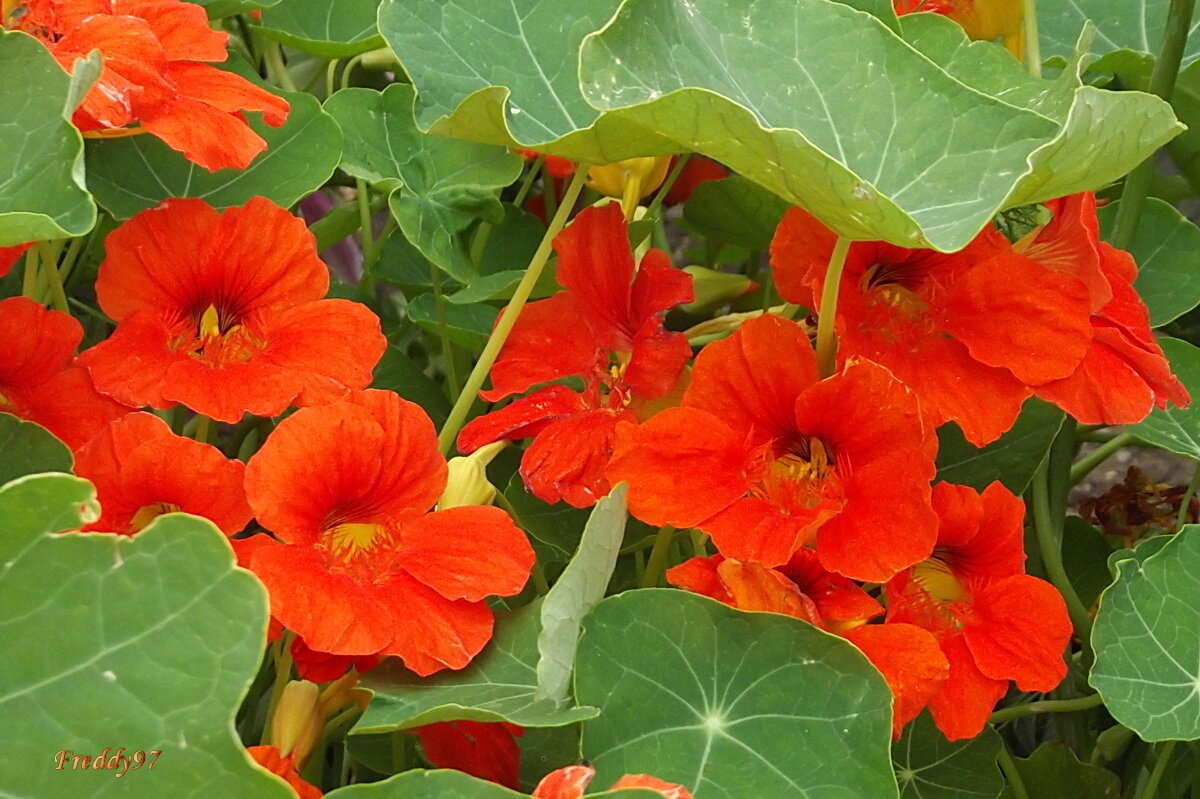 Настурция - Freddy 97