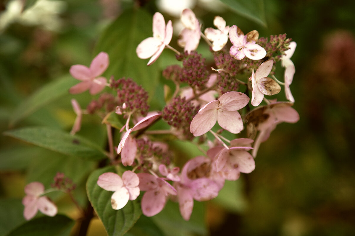 Гортензия осенняя. - Лилия * Гортензия осенняя. - Лилия *