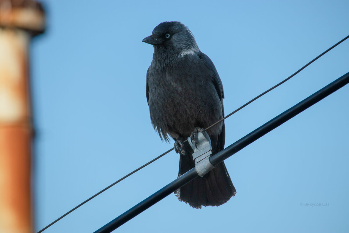 Шпионка;-) - Sergei Vikulov