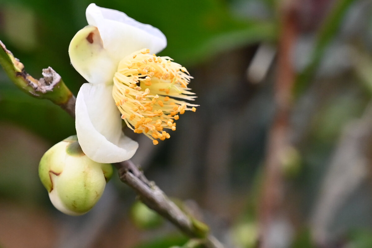 Шри-Ланка. А вот так цветет чай. - Александр Беляков Шри-Ланка. А вот так цветет чай. - Александр Беляков