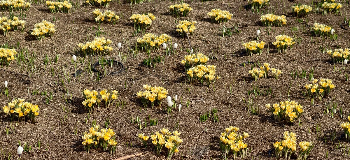 Первые крокусы расцвели в Зарядье - <<< Наташа >>>