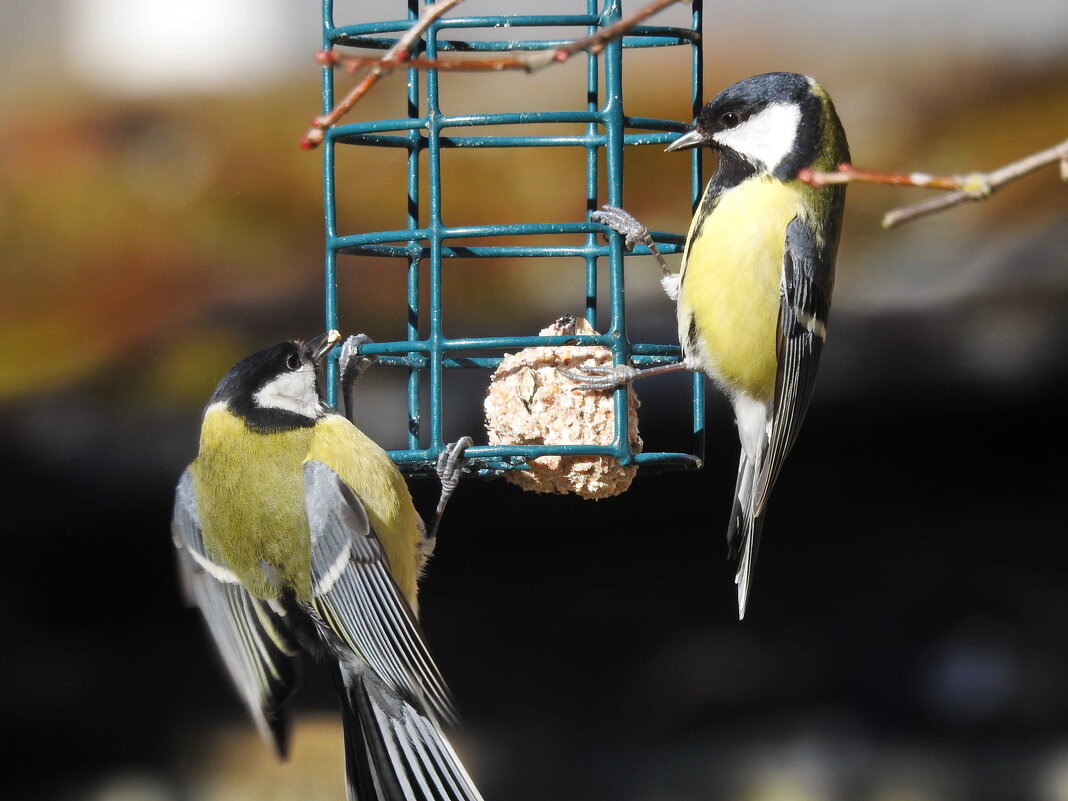 весна - ИННА ПОРОХОВА