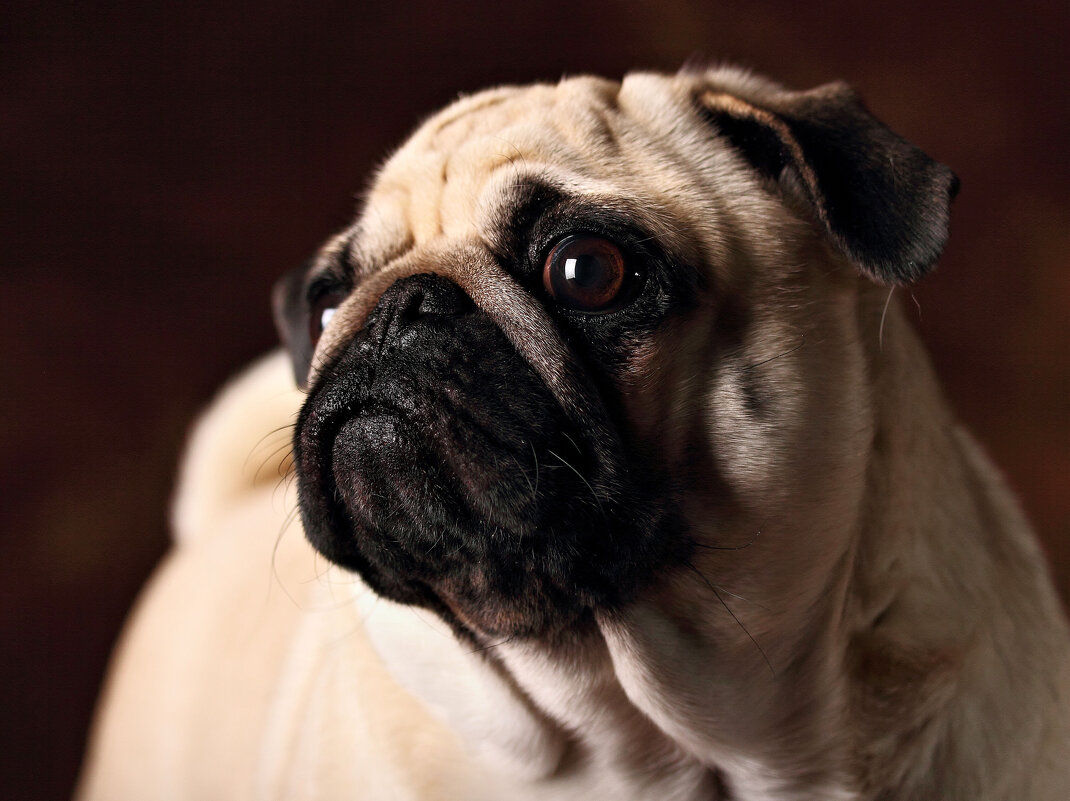 Ладушка - Владимир Ладушка - Владимир