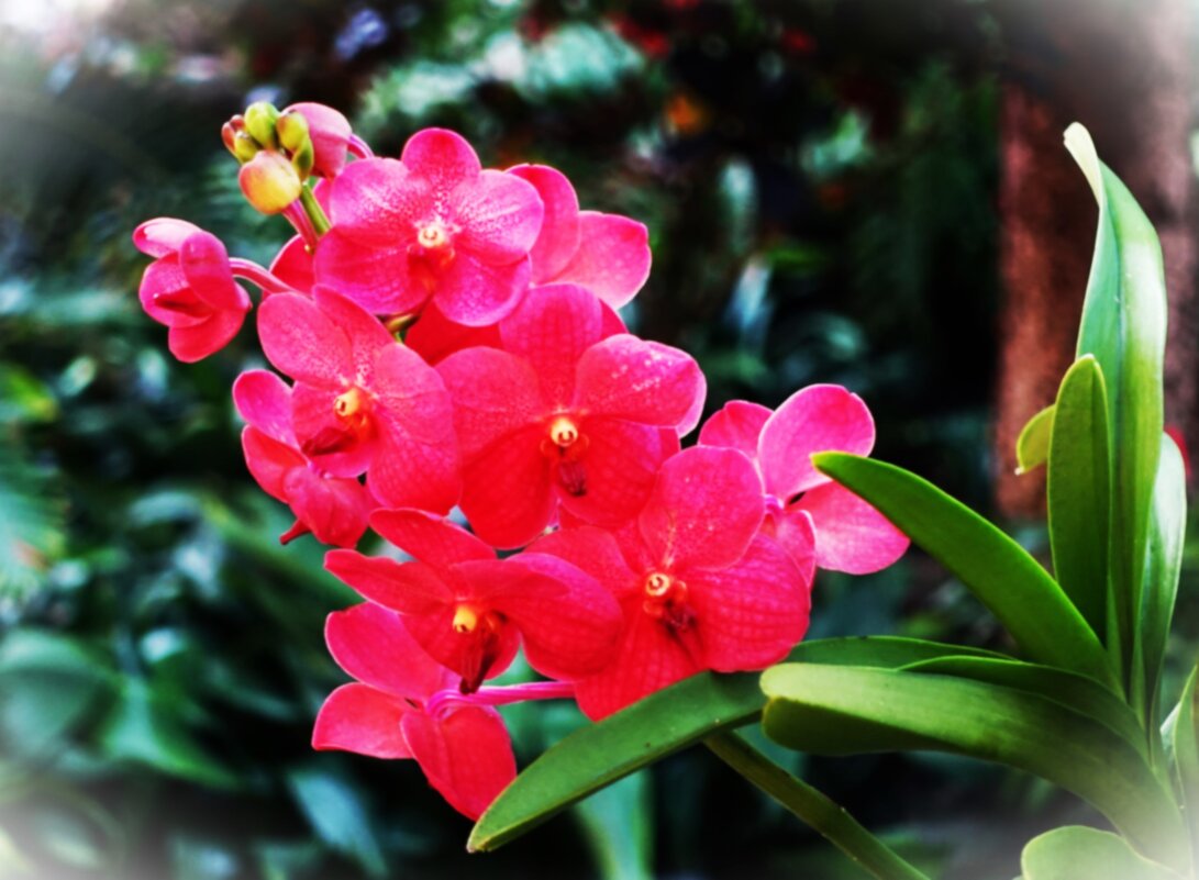 Орхидея для Сергея Ермошкина(id 218401) - Aida10 Орхидея для Сергея Ермошкина(id 218401) - Aida10