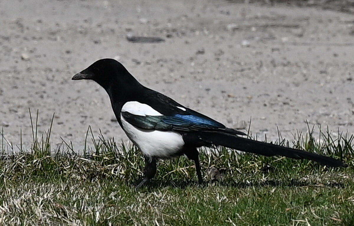 Городская жительница... - Николай Саржанов Городская жительница... - Николай Саржанов
