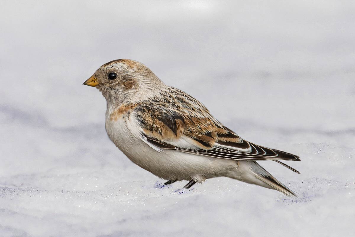 Пуночка (арктический воробей) - Николай Ловец