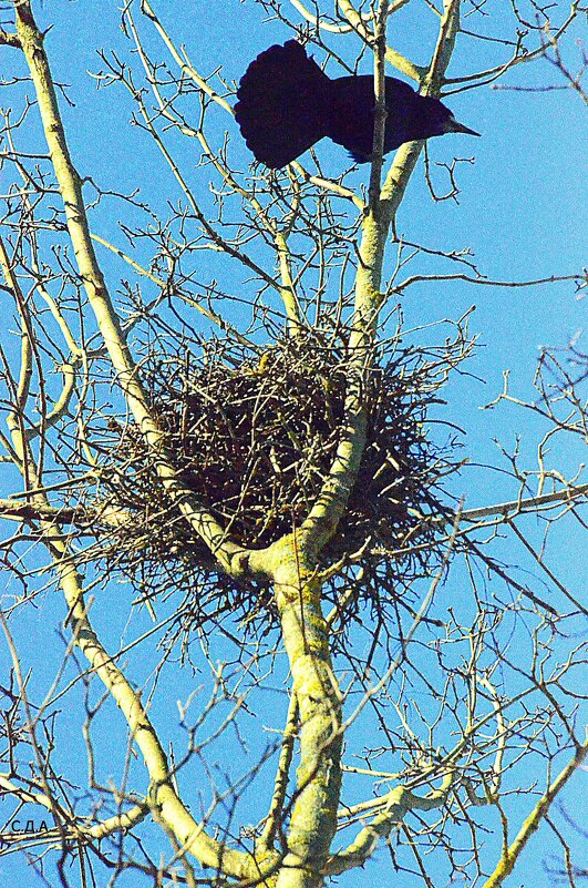 Весна в Подмосковье. Клин - Дмитрий 