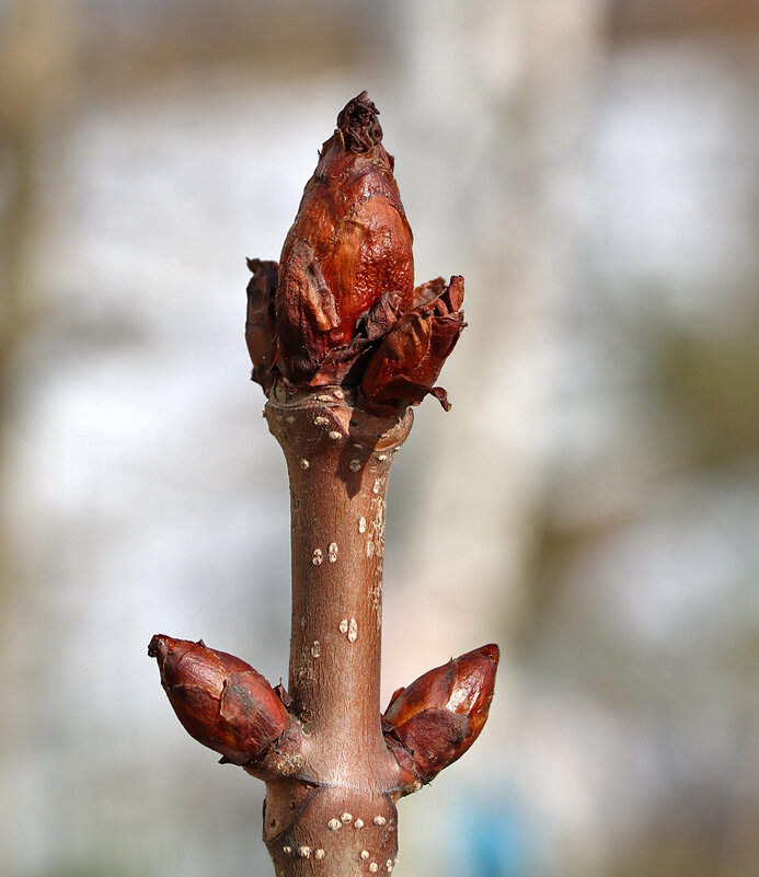 19 марта - природа просыпается! - Светлана 19 марта - природа просыпается! - Светлана