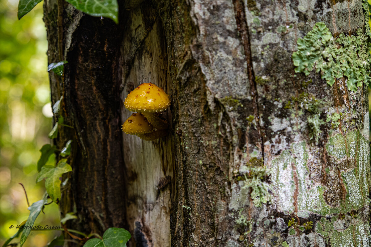 нет земли- не проблема. - Ольга Косачова