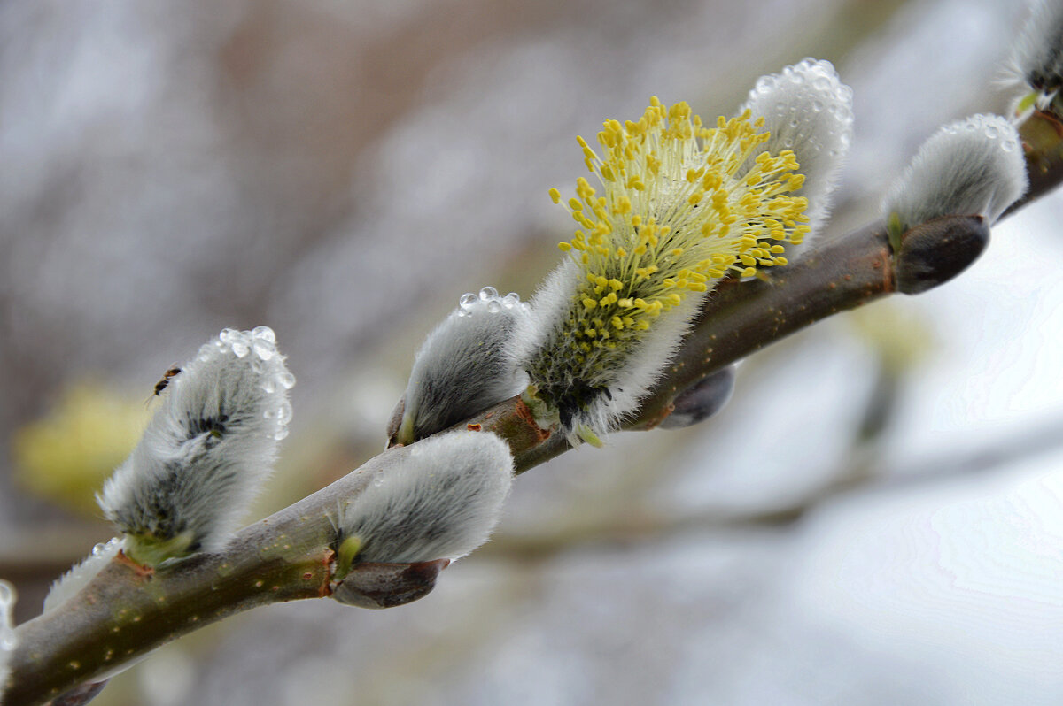 Весенний дождик.... - Надежда Куркина Весенний дождик.... - Надежда Куркина