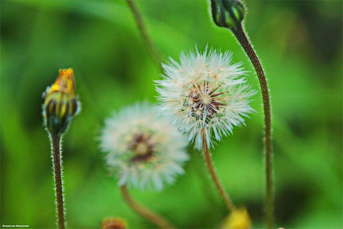Природа 2026 - Владислав Воровский 