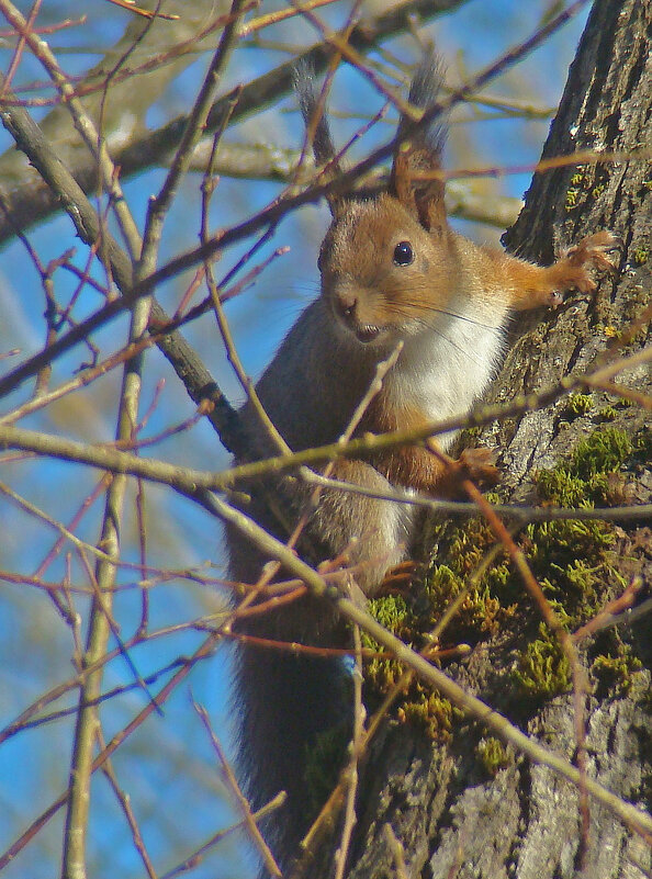 *** - gawrilа - dan