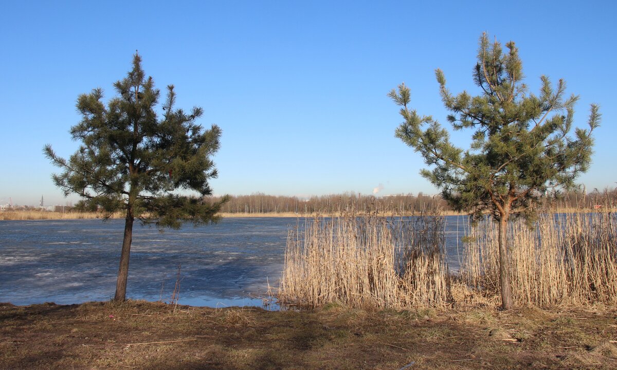 Весна в Купчино - Наталья Герасимова Весна в Купчино - Наталья Герасимова