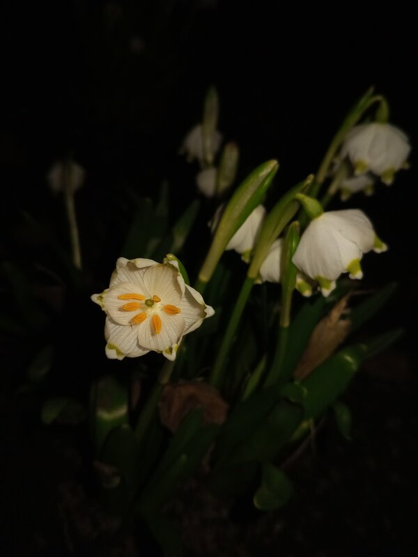 Белоцветник - Сапсан 