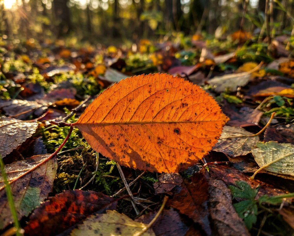 Рыжий лист Черноплодной рябины - Лилия 