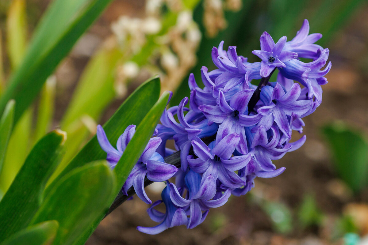 Весна идёт... - Светлана Тихонина