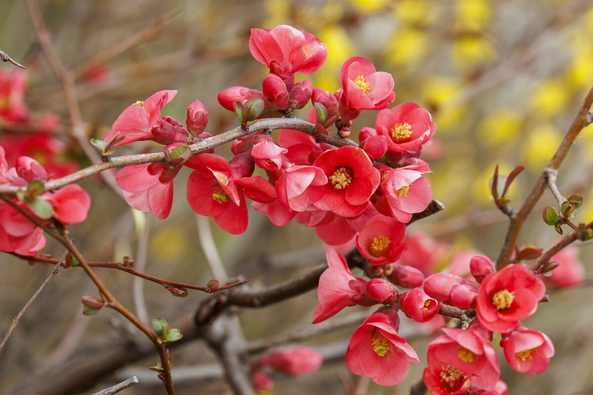 Японская айва - Светлана Тихонина
